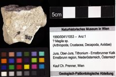 Foto (Objket + Etiketten) von ? Magila sp. 